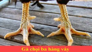 Gà 3 hàng vảy được hiểu là trên cùng chân gà có ba hàng vảy nằm song song với nhau, đồng thời nằm ở phía trên cán. Các vảy này có kích thích to đều bằng nhau. Nhìn chung 3 hàng vảy này rất dễ để nhìn ra vì thường nó nằm ở mặt trước của đôi chân. Hãy đến FUN88 đá gà trực tuyến để biết thêm thông tin nhé .